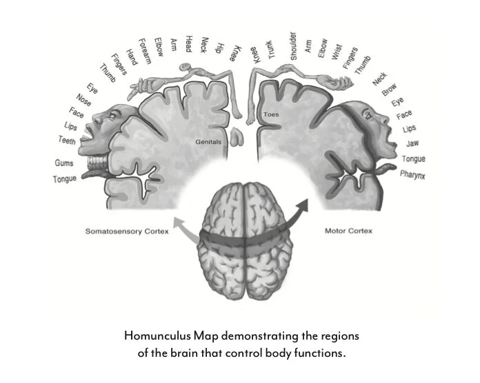 Human body mapped with zodiac signs in medical astrology